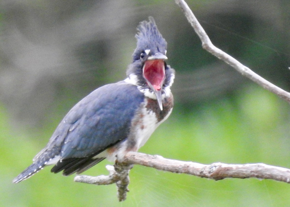 Belted Kingfisher - Mary  McMahon