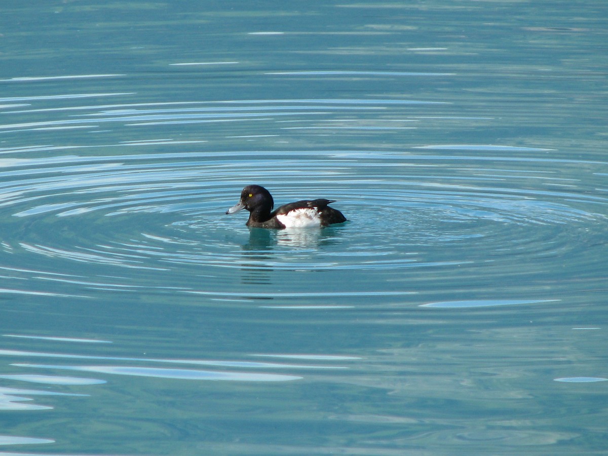 Tufted Duck - ML248628811