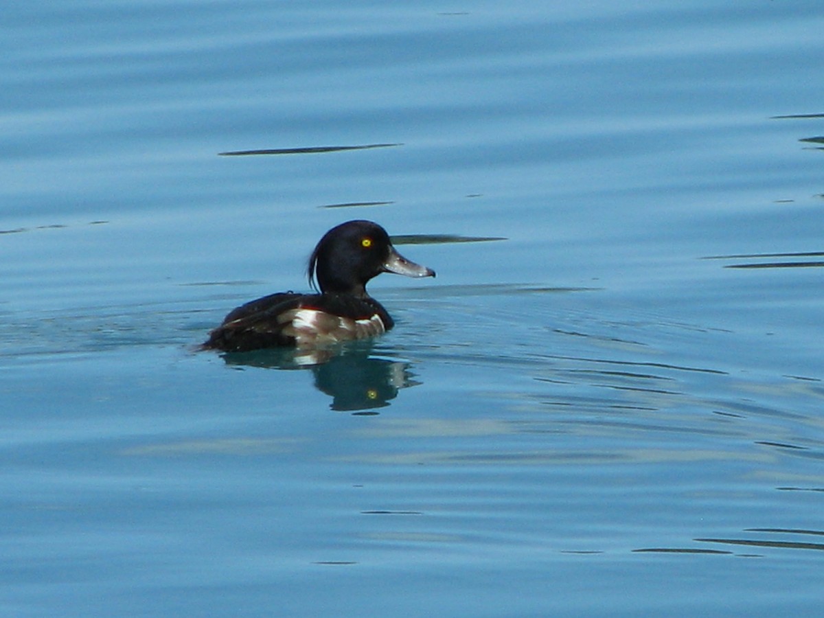 Tufted Duck - ML248628821