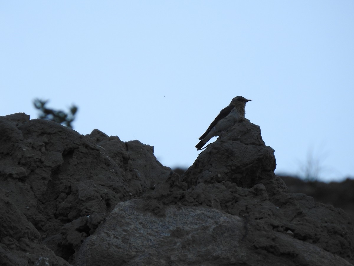 Northern Wheatear - ML248629121