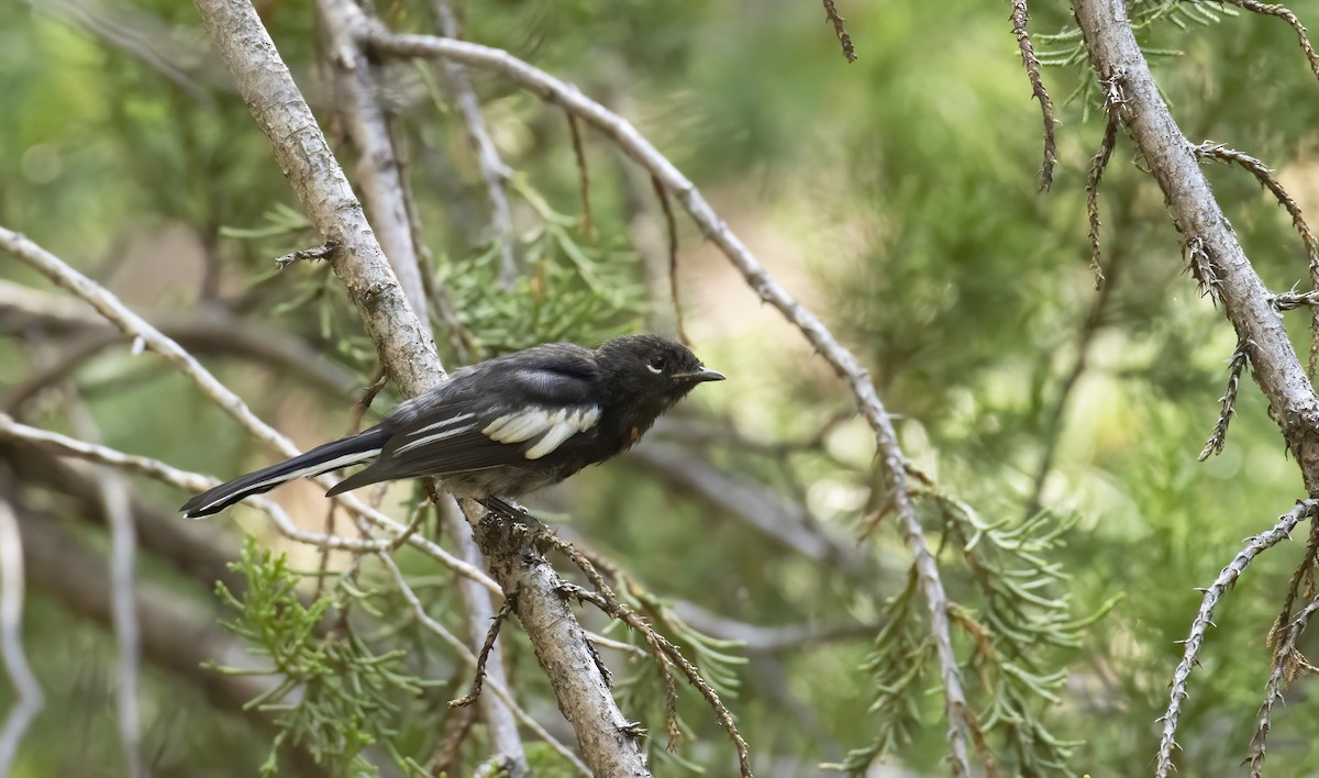 Painted Redstart - ML248630221