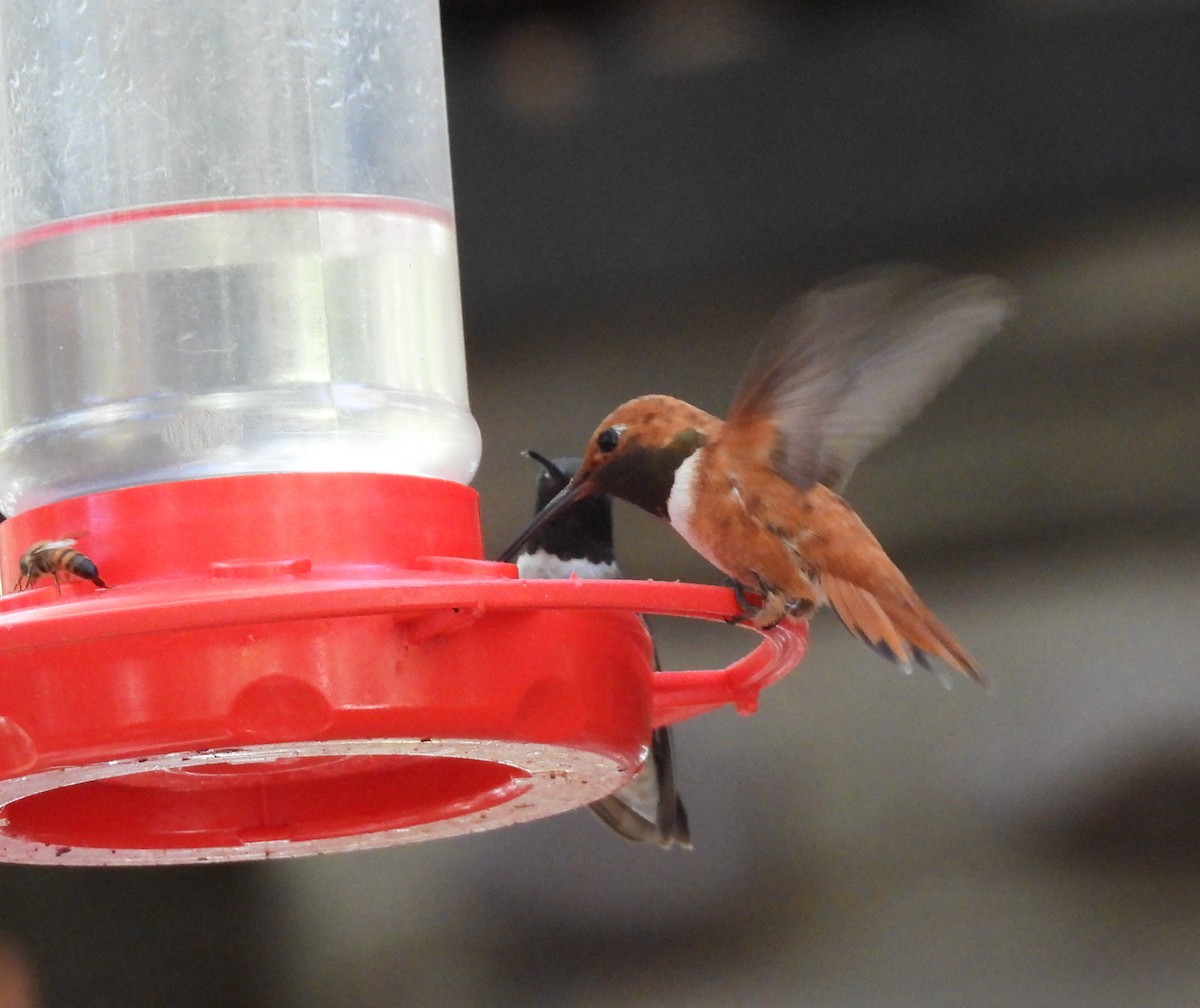 Rufous Hummingbird - ML248631371