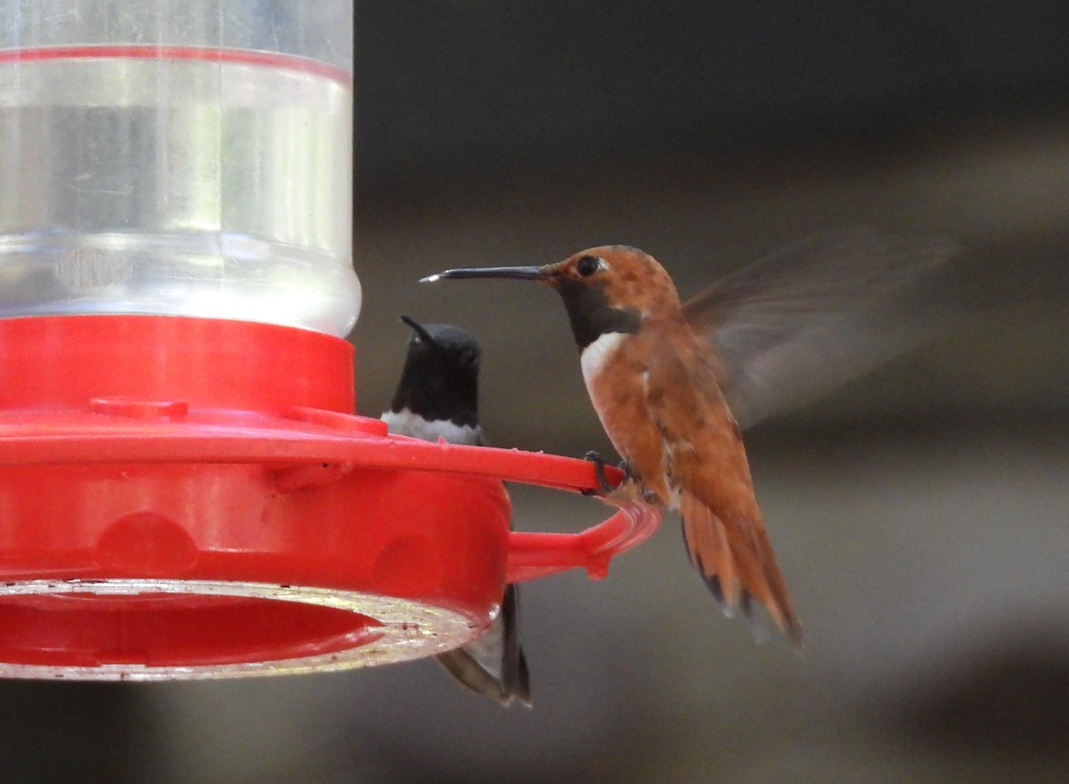 Rufous Hummingbird - ML248631381