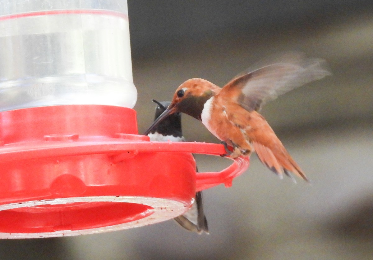 Rufous Hummingbird - ML248631391