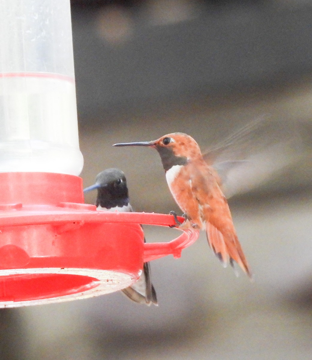 Rufous Hummingbird - ML248631401