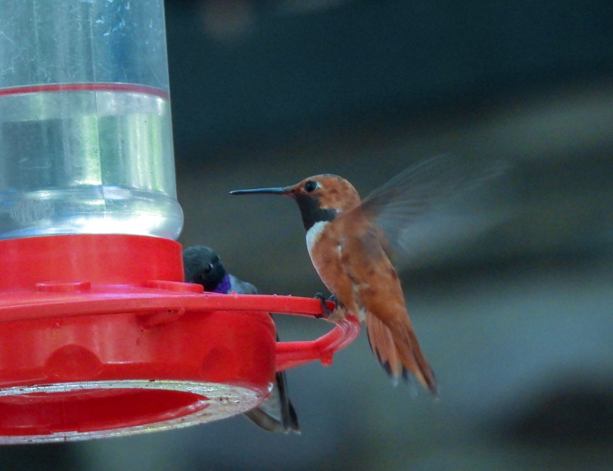 Rufous Hummingbird - ML248631421