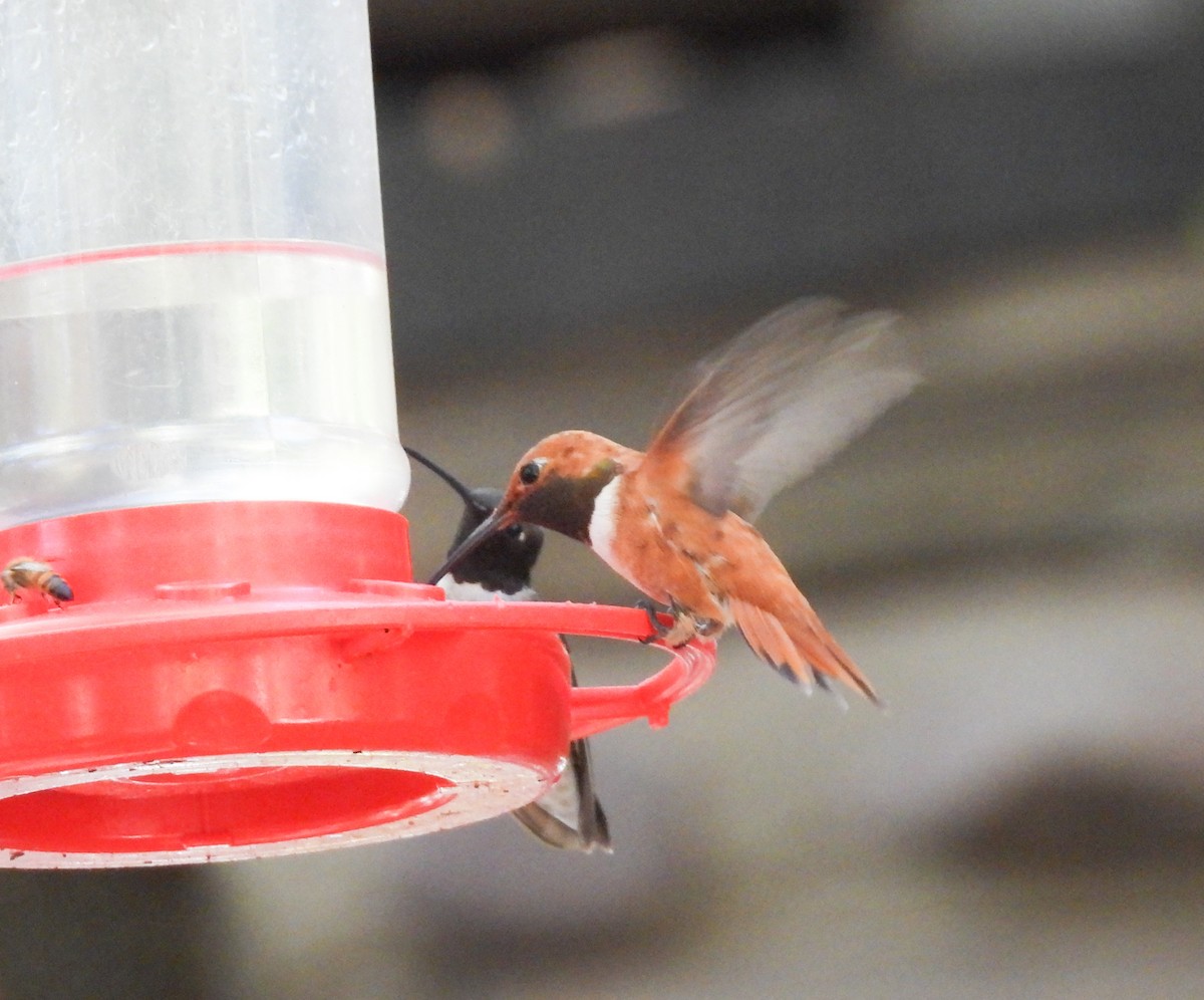 Rufous Hummingbird - ML248631431