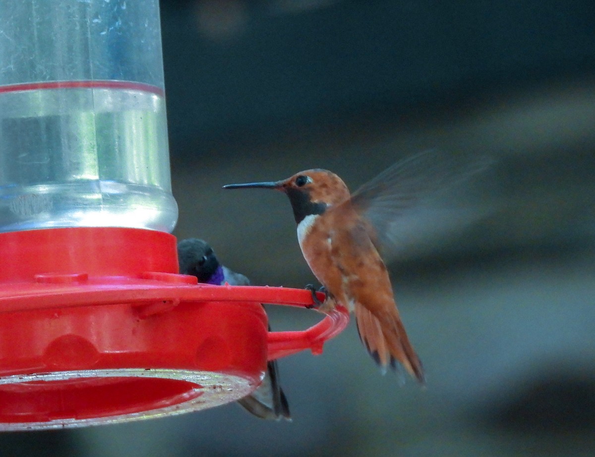 Rufous Hummingbird - ML248631441