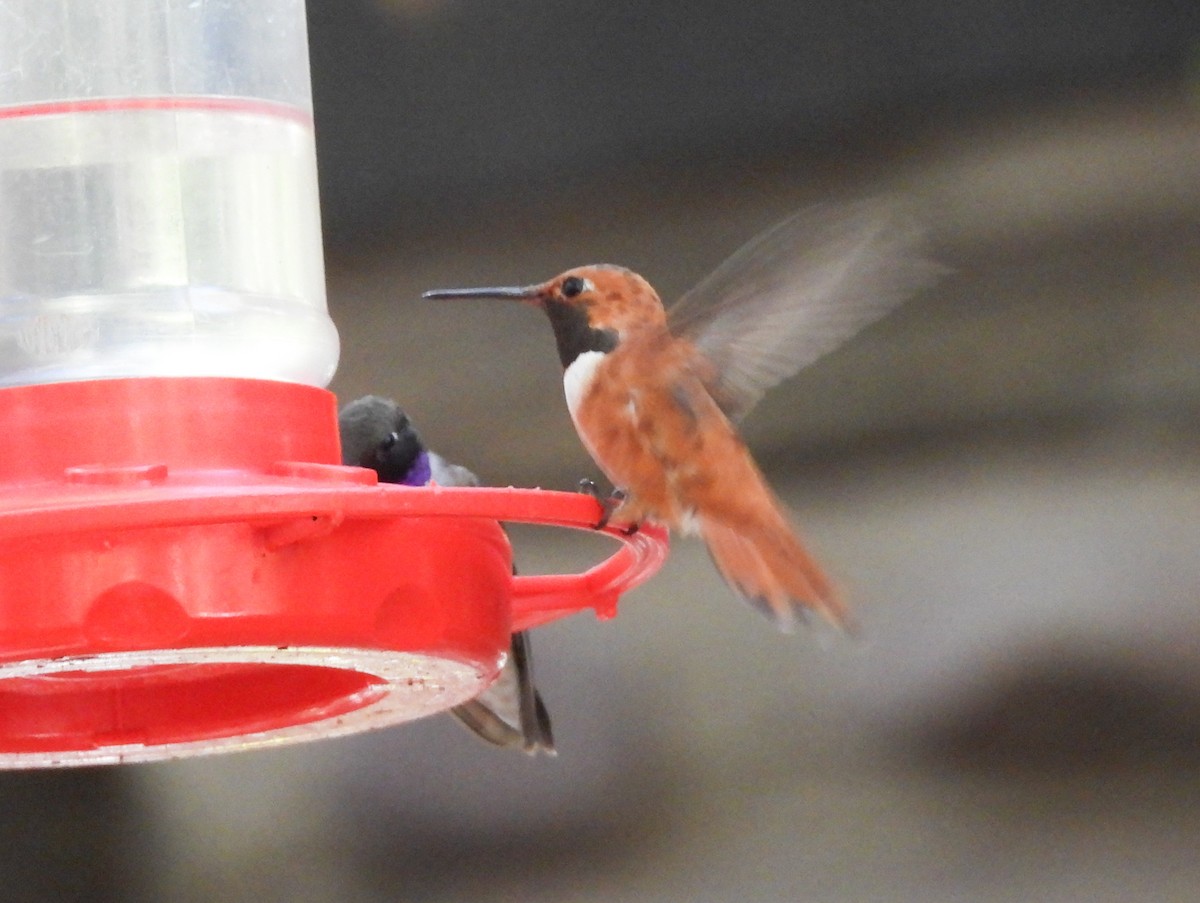 Rufous Hummingbird - ML248631451