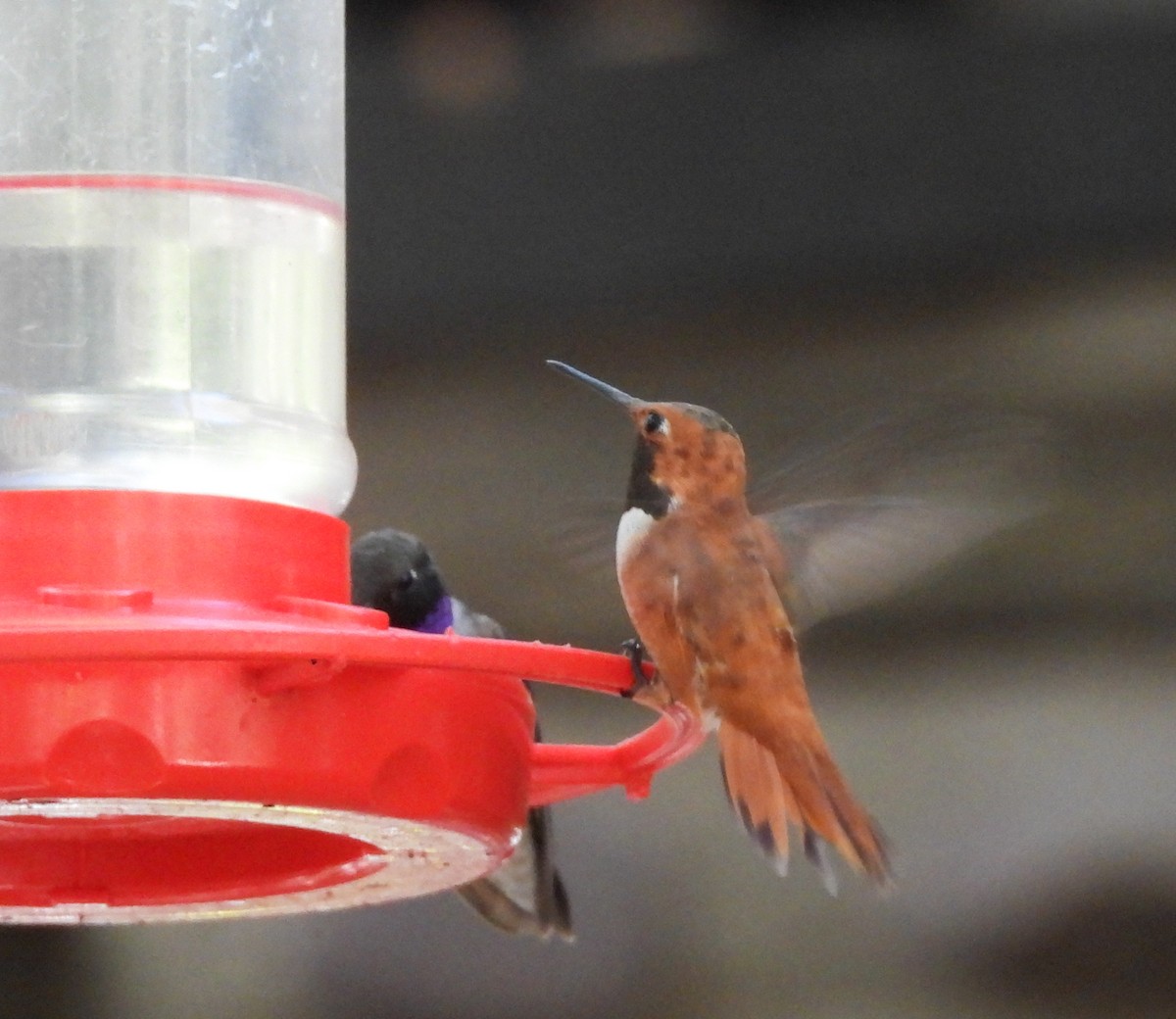 Rufous Hummingbird - ML248631461