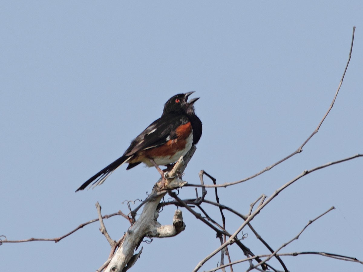 Eastern Towhee - ML248634841