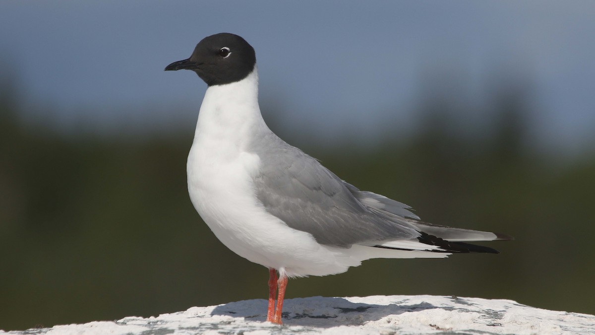 Bonaparte's Gull - Jim Sims
