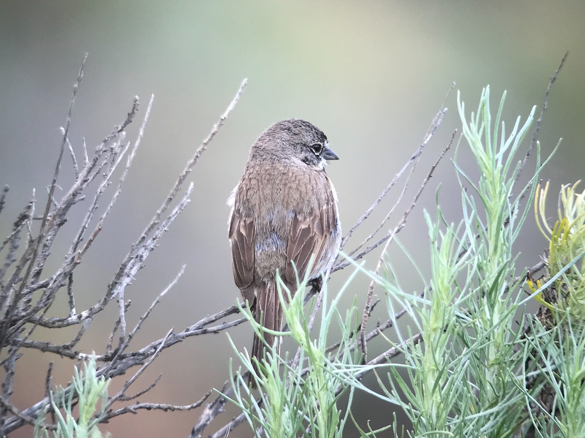 Bell's Sparrow (clementeae) - ML248636391