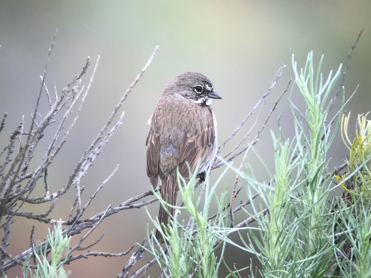 Bell's Sparrow (clementeae) - ML248636551