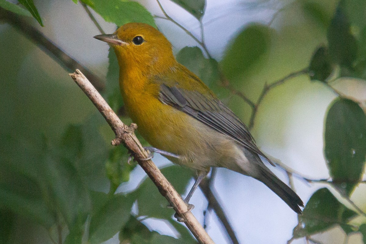 Prothonotary Warbler - ML248637231