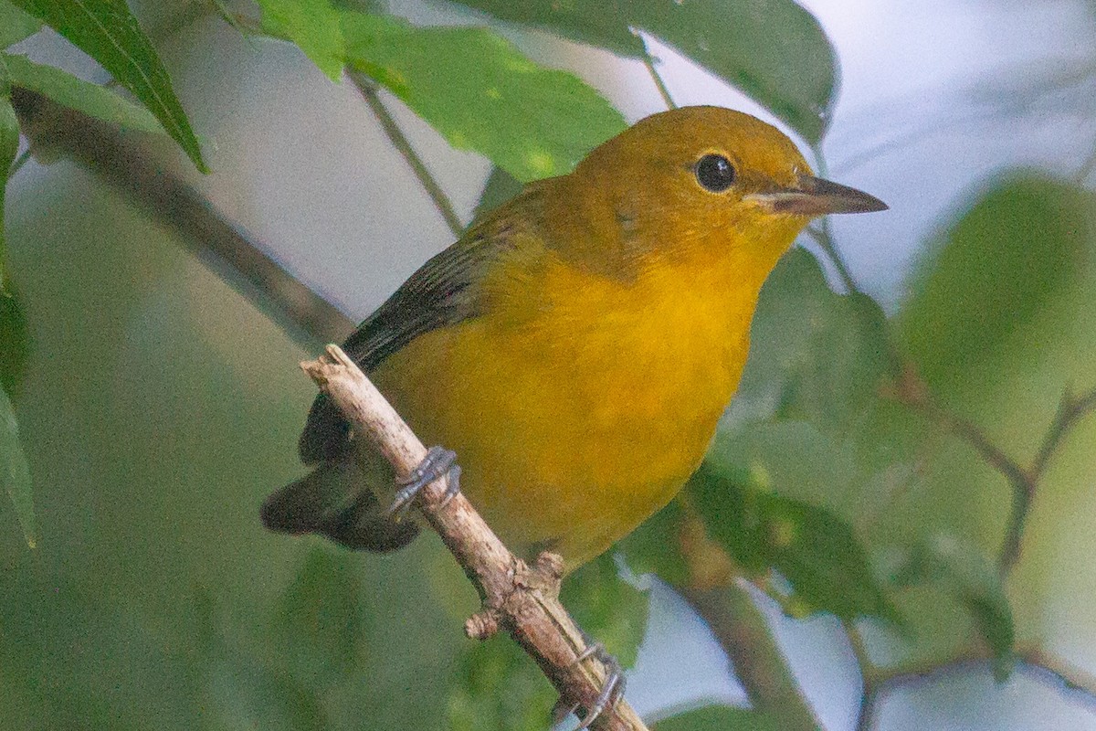 Prothonotary Warbler - ML248637241