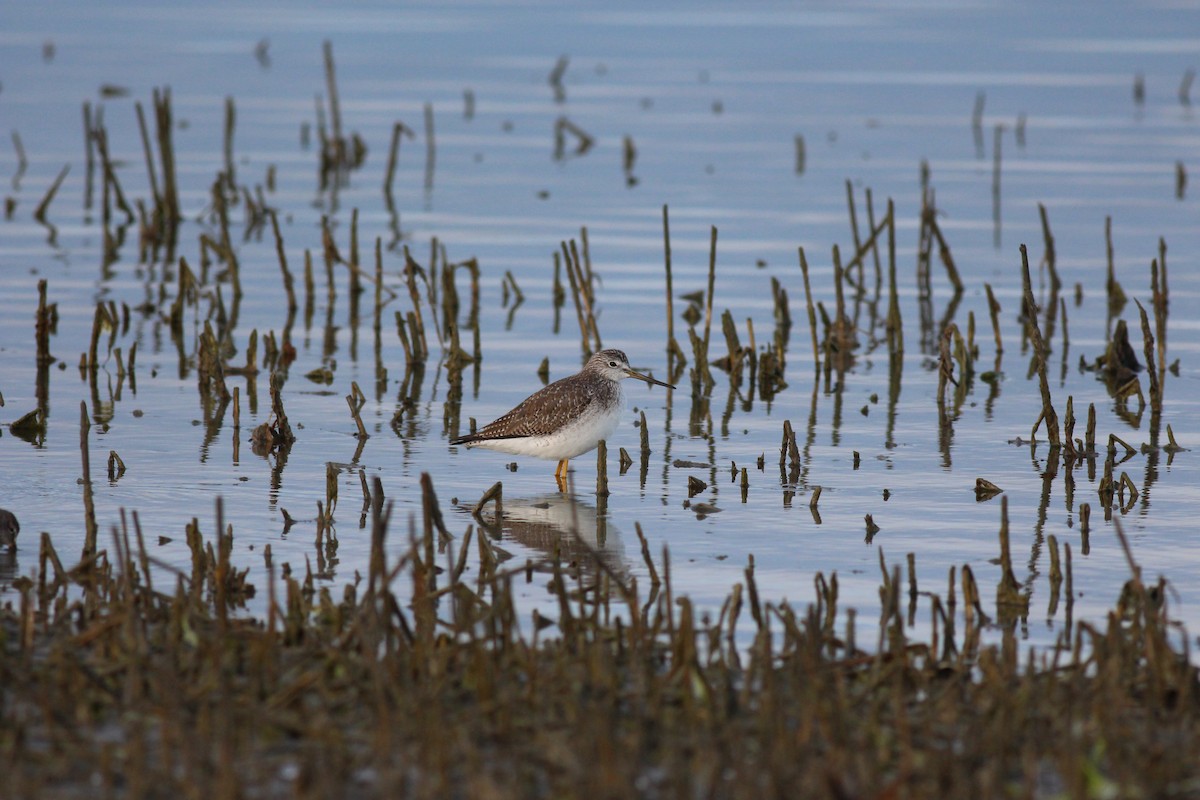 Greater Yellowlegs - ML248641761