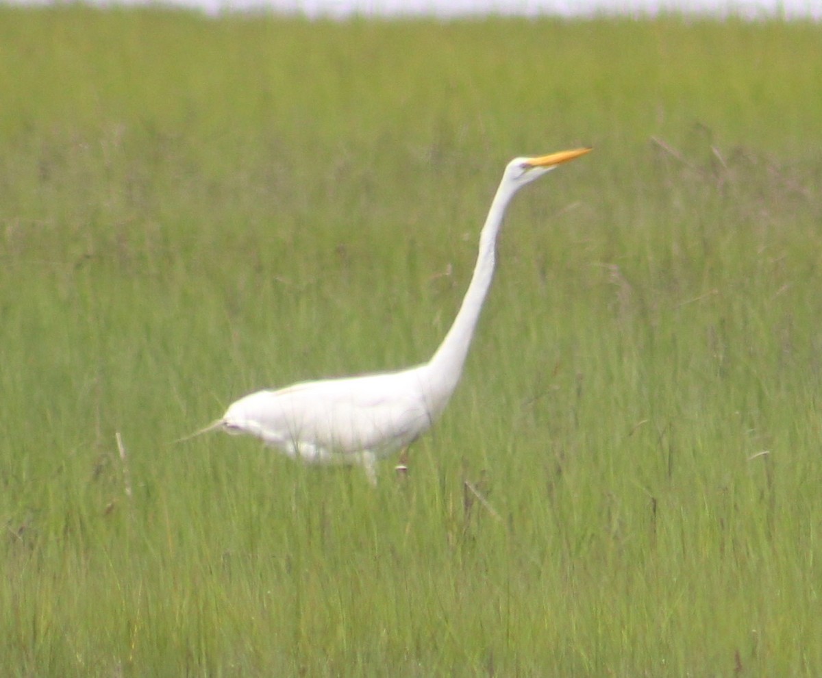 Great Egret - Maggie Zarlengo