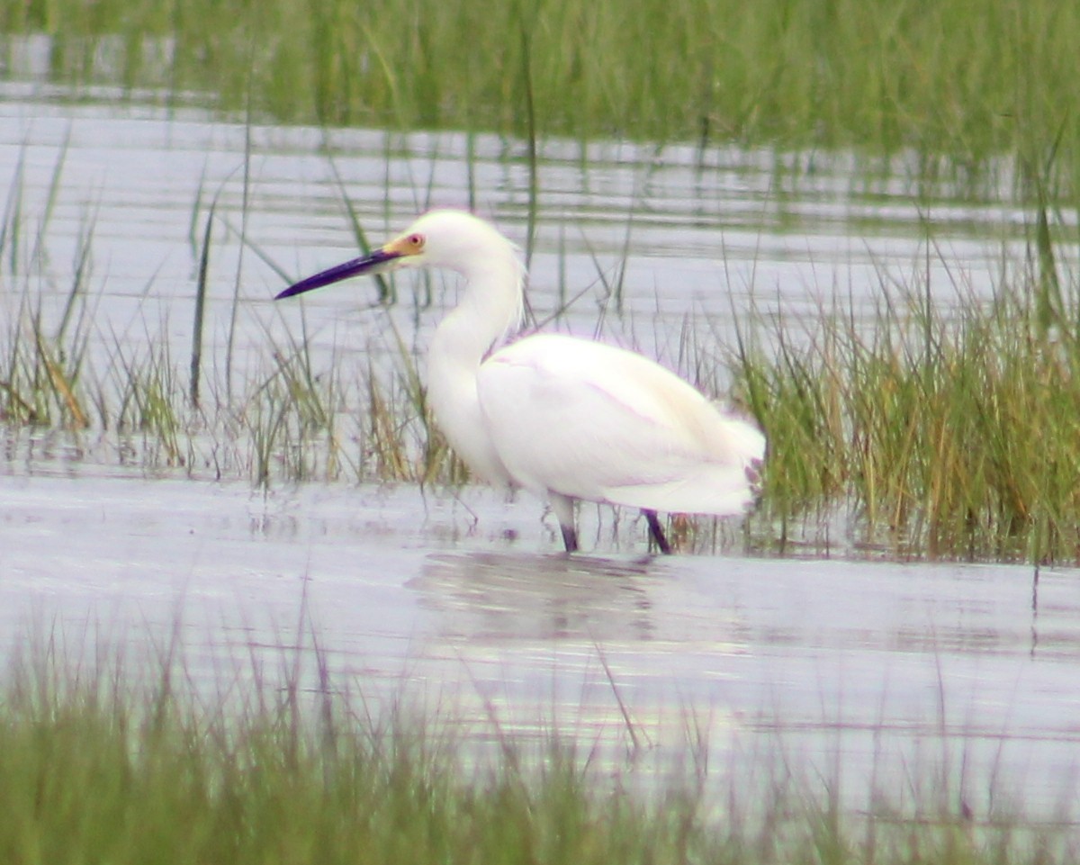 Snowy Egret - ML248643751