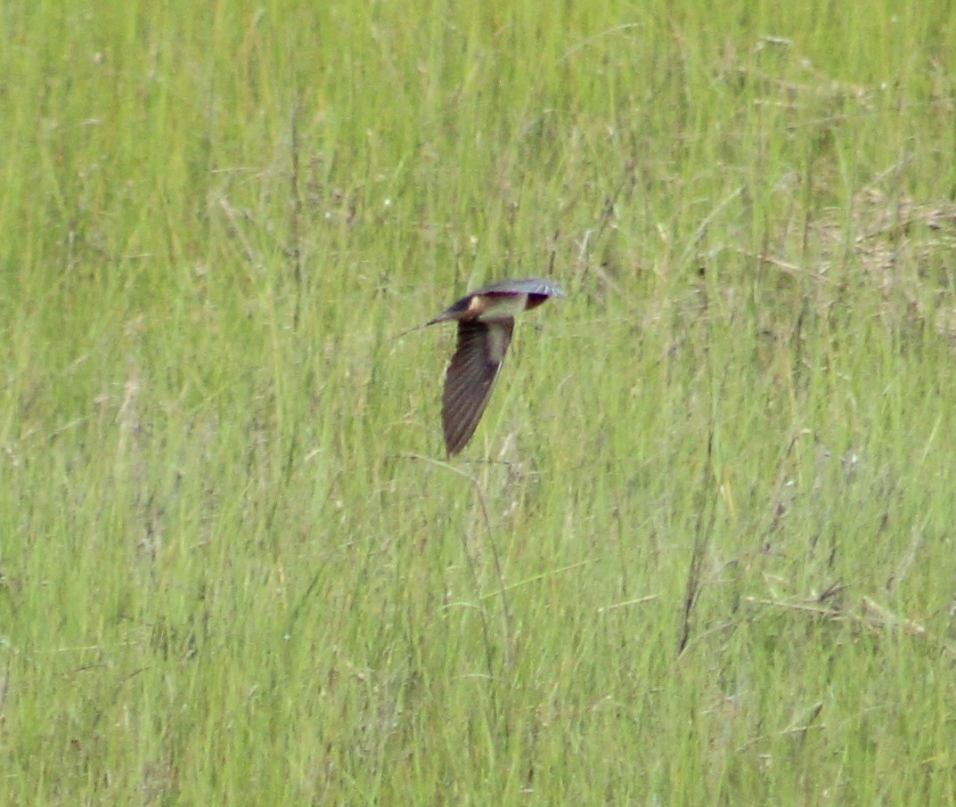 Barn Swallow - ML248643811