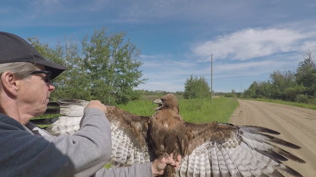 Rotschwanzbussard (calurus/abieticola) - ML248643861