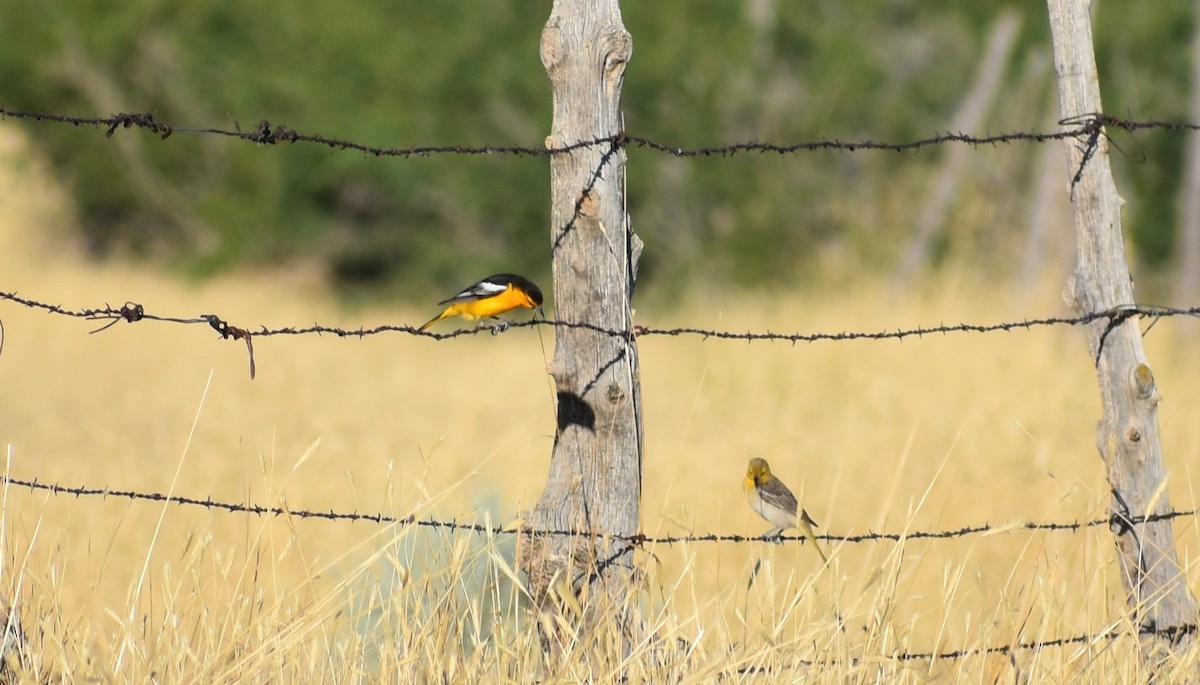 Bullock's Oriole - ML248646091