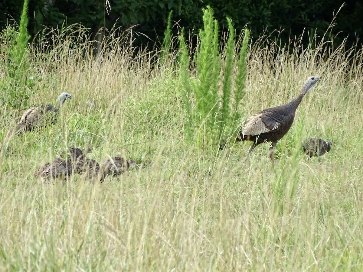 Wild Turkey - Fleeta Chauvigne