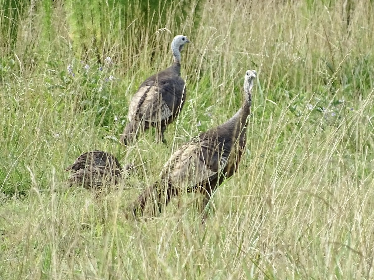 Wild Turkey - Fleeta Chauvigne