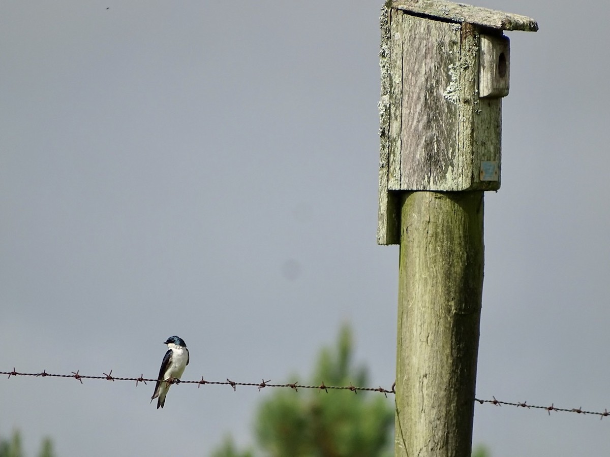 Tree Swallow - Fleeta Chauvigne