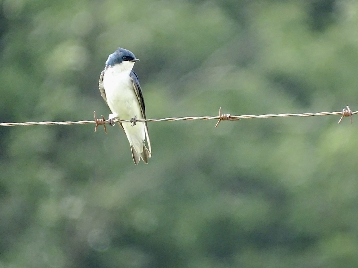 Tree Swallow - Fleeta Chauvigne