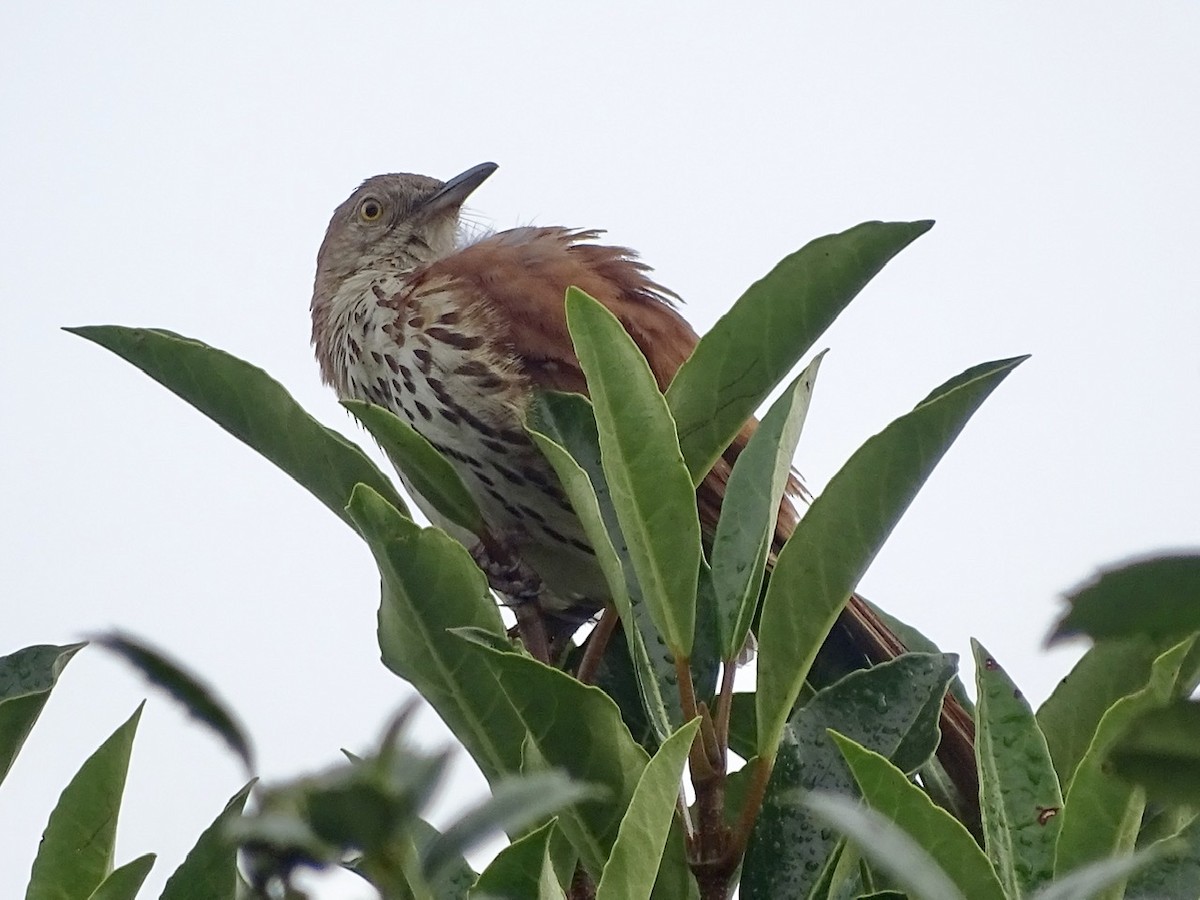 Brown Thrasher - ML248647101