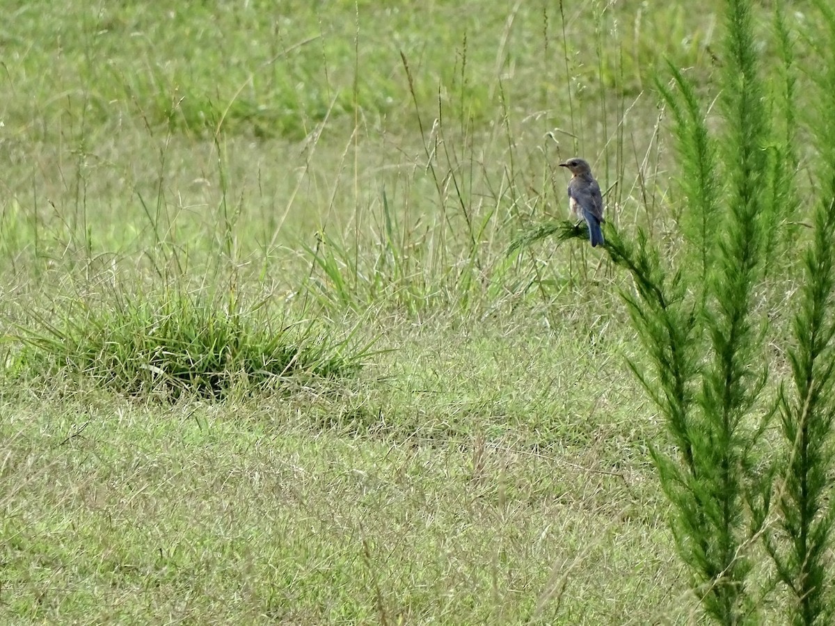 Eastern Bluebird - Fleeta Chauvigne