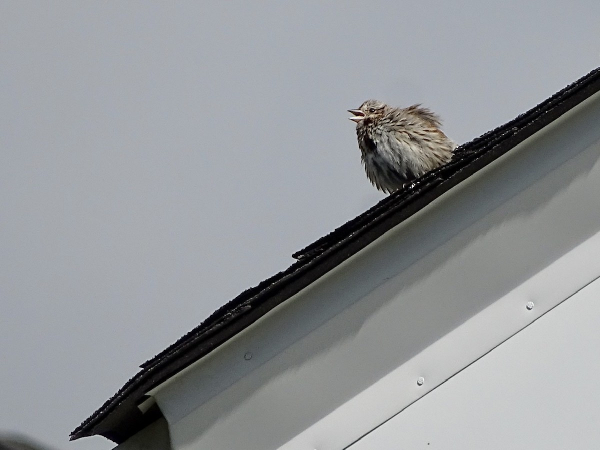 Song Sparrow - Fleeta Chauvigne