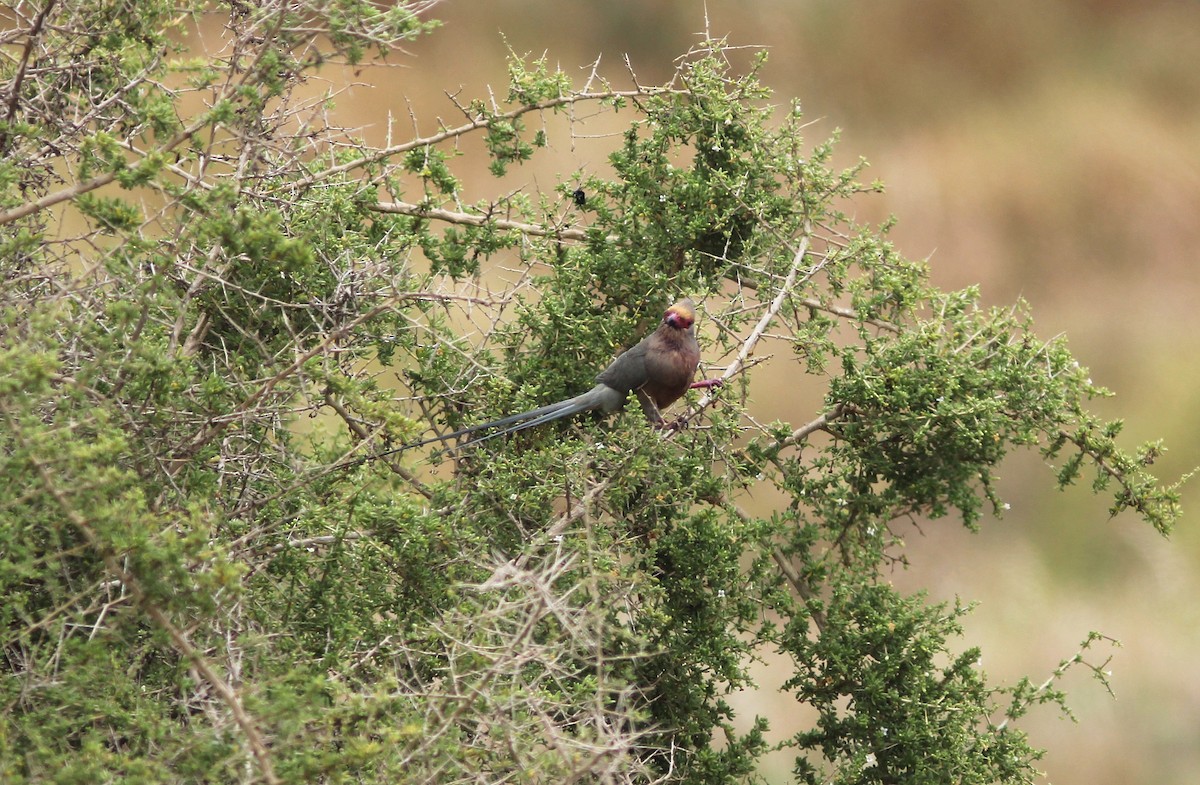 Red-faced Mousebird - Thomas Galewski