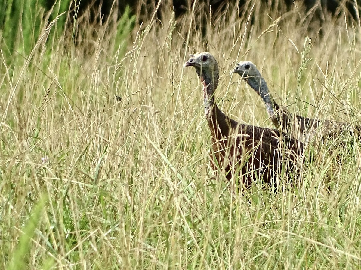 Wild Turkey - Fleeta Chauvigne