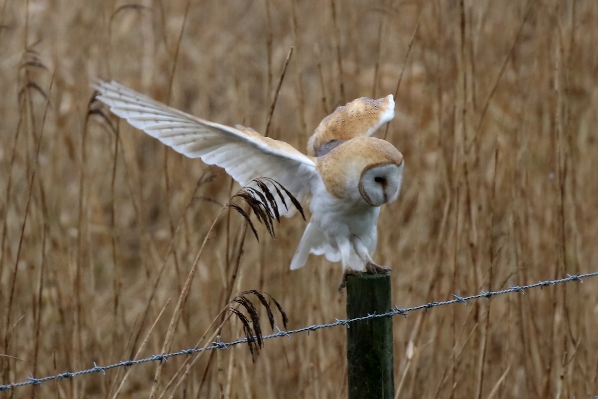 Barn Owl - ML248648141