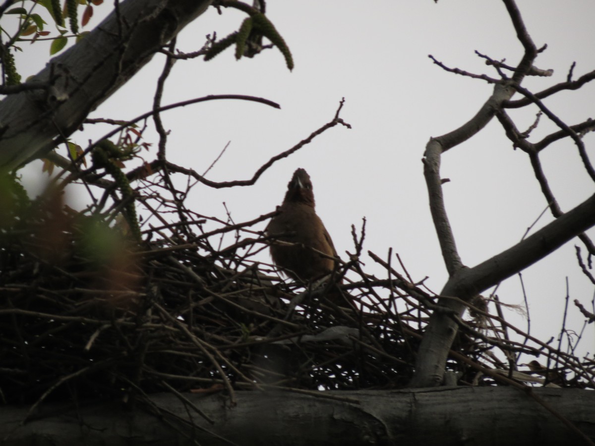 Brown Cacholote - adriana centeno