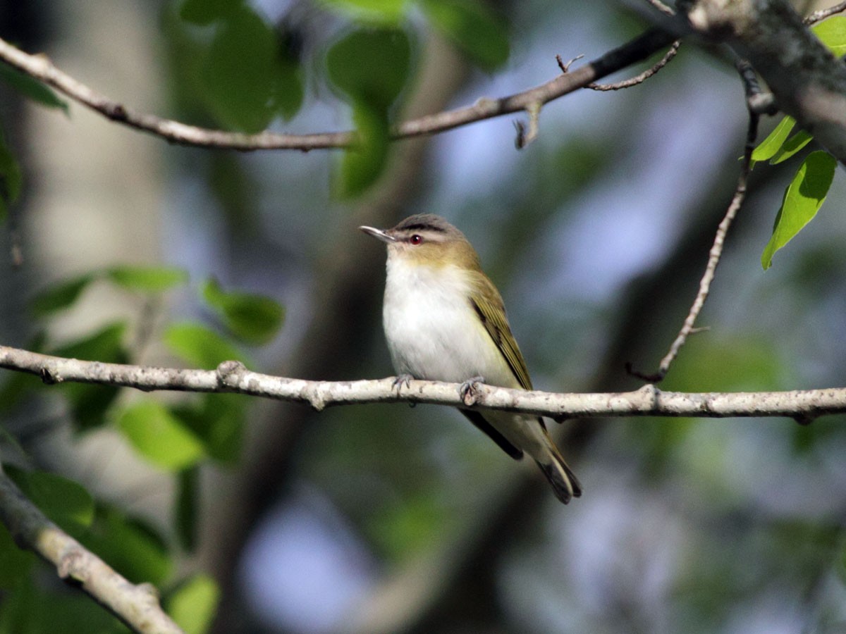 Red-eyed Vireo - ML248651511