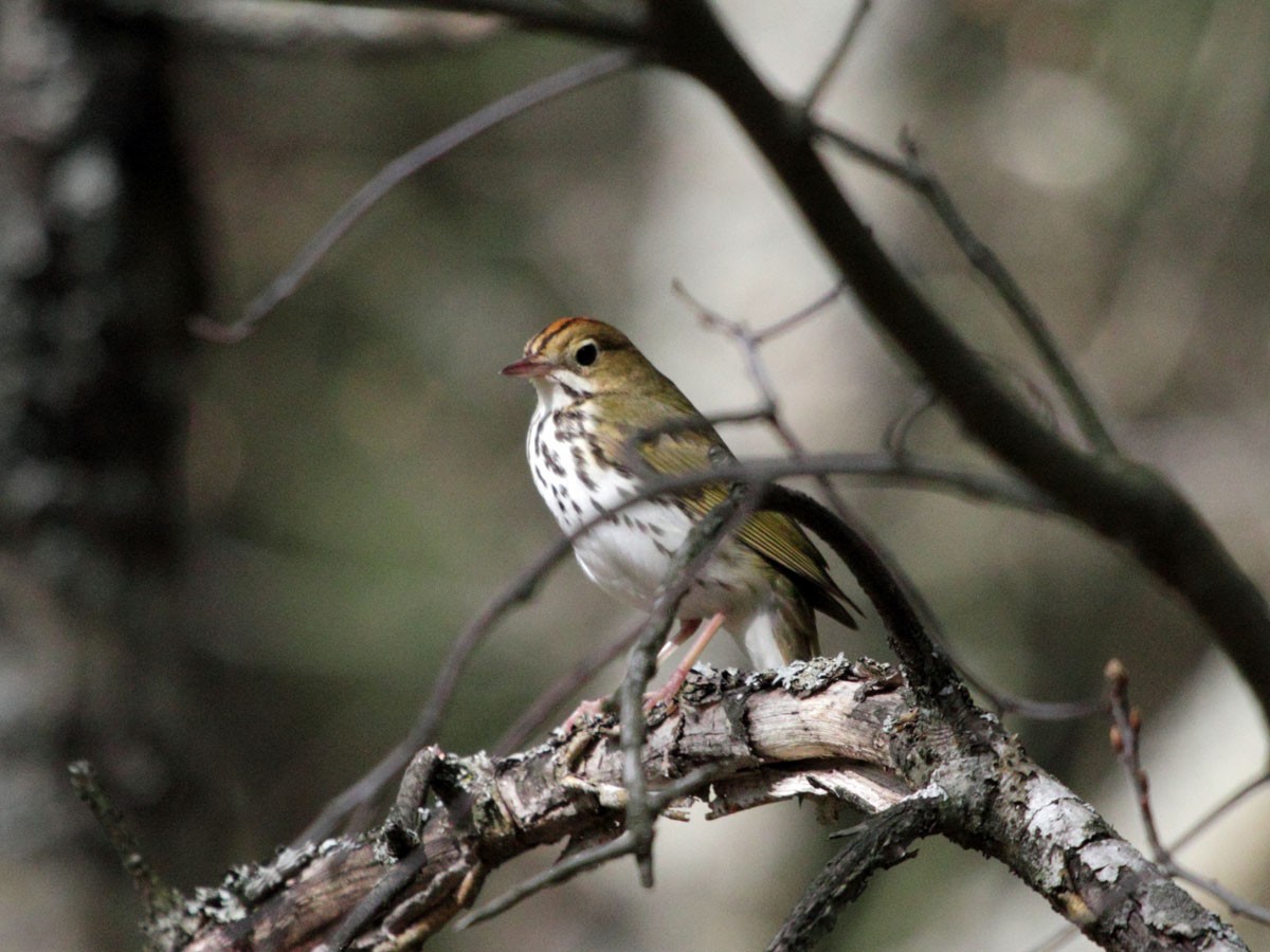 Ovenbird - ML248651661