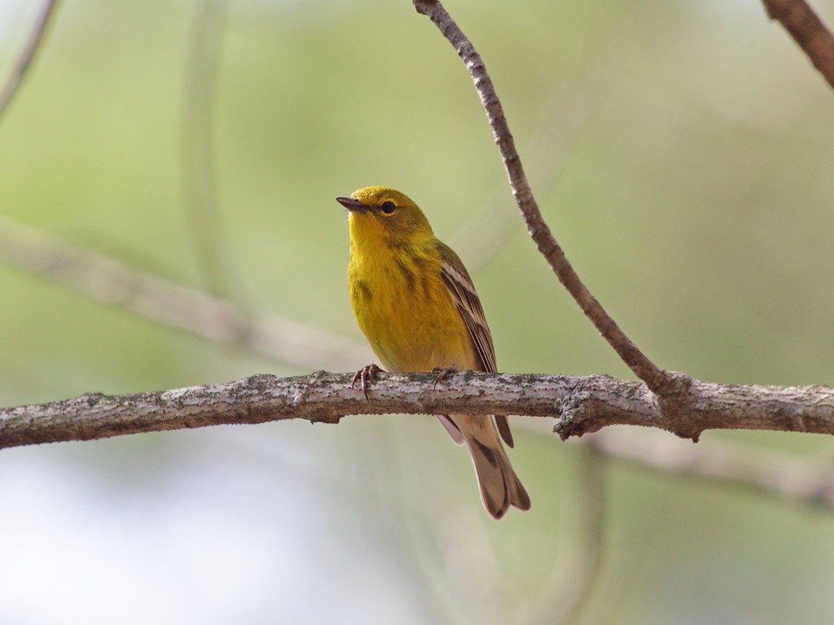 Pine Warbler - ML248651741