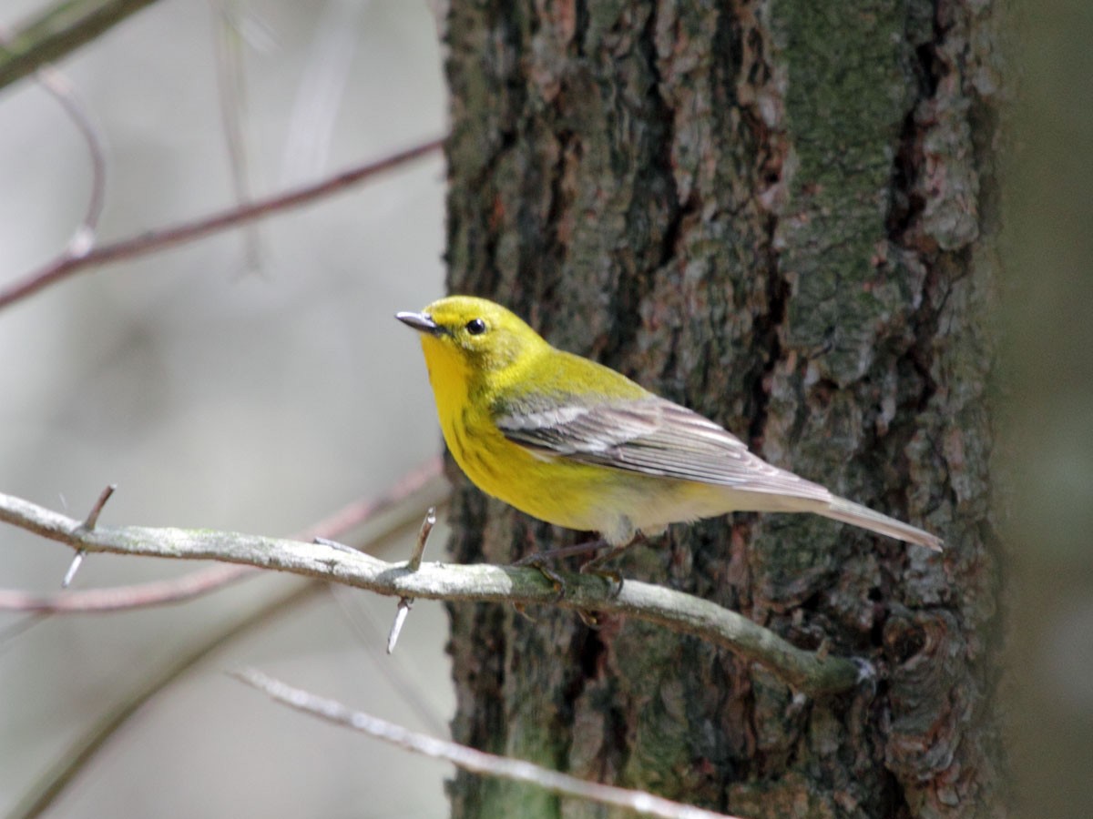 Pine Warbler - ML248651751