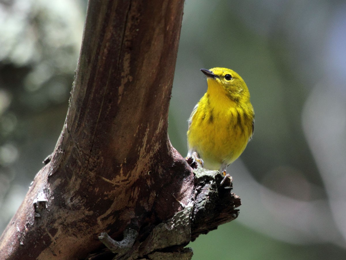 Pine Warbler - ML248651761