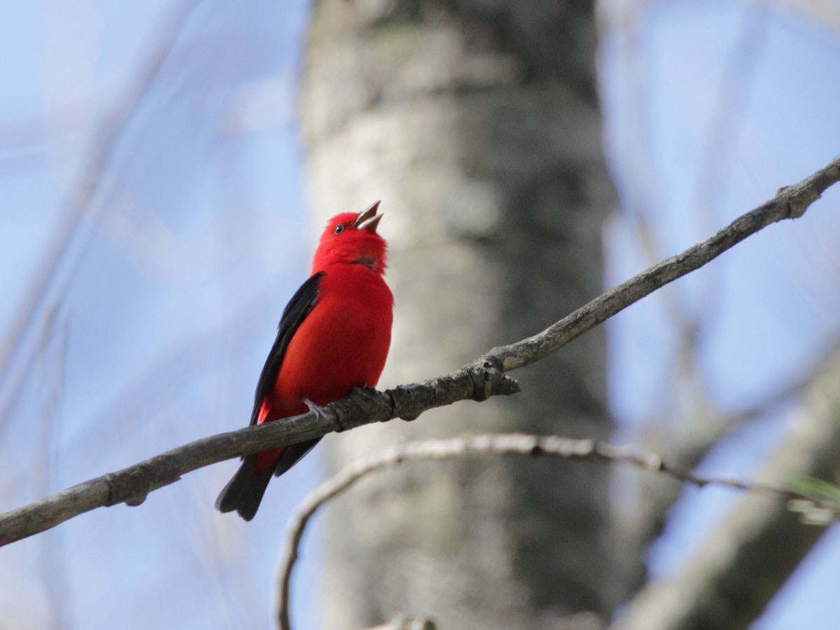 Scarlet Tanager - ML248651851