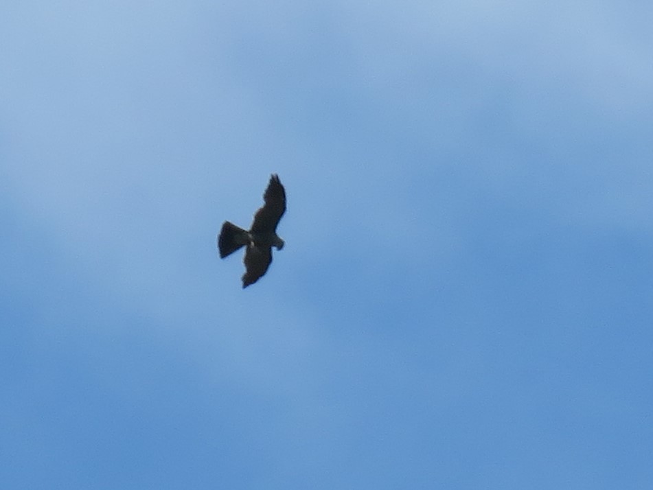 Mississippi Kite - ML248651931