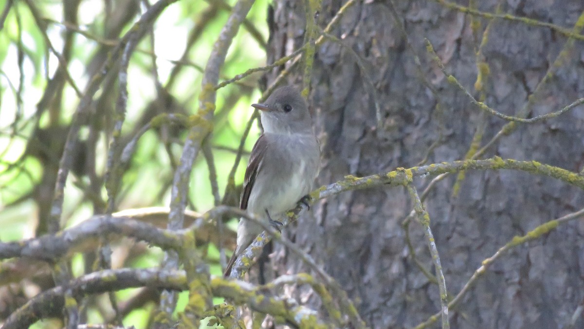 Western Wood-Pewee - ML248652811