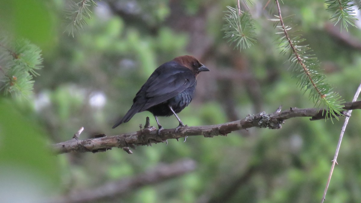 Brown-headed Cowbird - Curtis Mahon