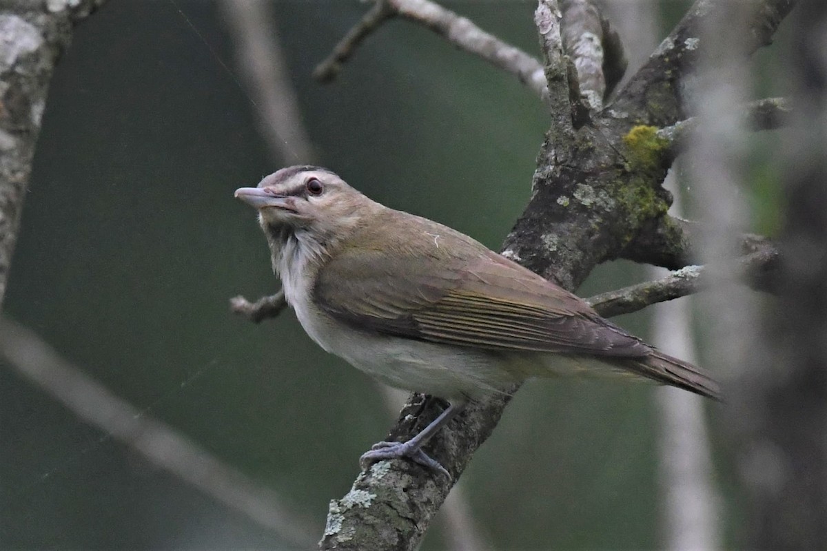 アカメモズモドキ - ML248654121