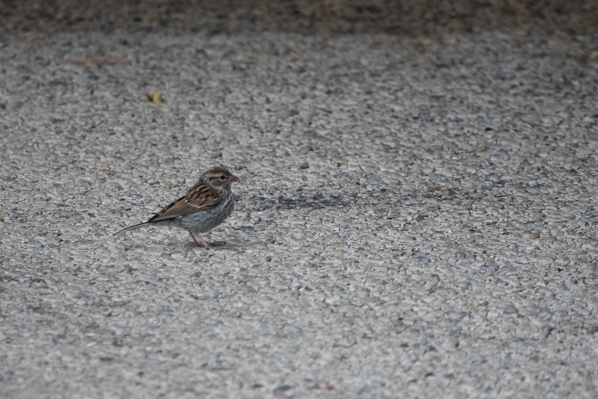 Chipping Sparrow - ML248654331