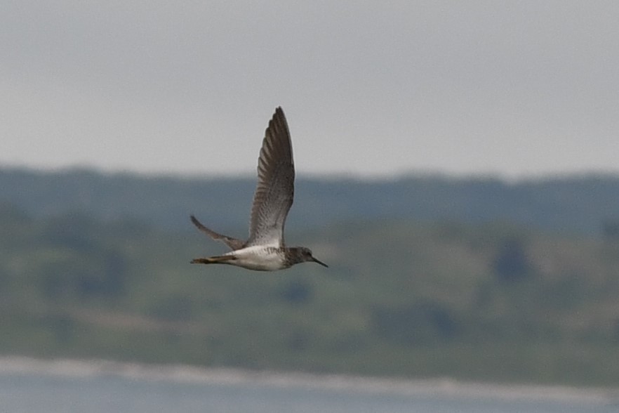 Lesser Yellowlegs - ML248654561