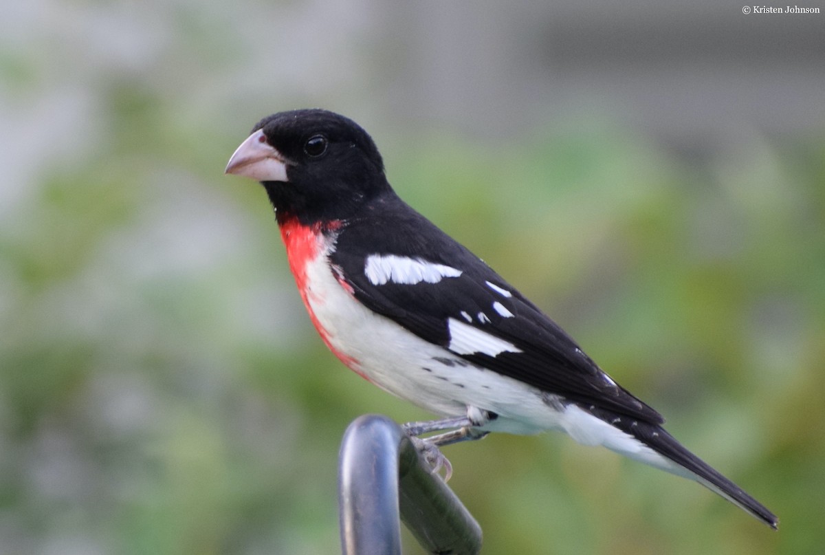 Rose-breasted Grosbeak - Kristen Johnson